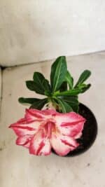 ENXERTO 12499 – 20cm (cor LM 914) - Imagem 4