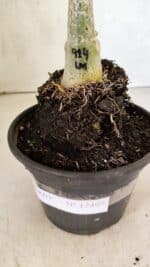 ENXERTO 12499 – 20cm (cor LM 914) - Imagem 7