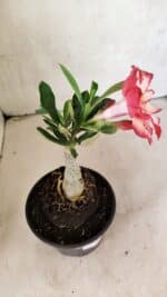 ENXERTO 12499 – 20cm (cor LM 914) - Imagem 6