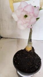 ENXERTO 12500 – 20cm (cor LM 615) - Imagem 2