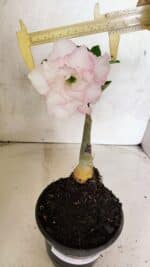 ENXERTO 12500 – 20cm (cor LM 615)