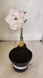 ENXERTO 12500 – 20cm (cor LM 615) - Imagem 6