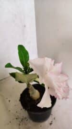 ENXERTO 12500 – 20cm (cor LM 615) - Imagem 4