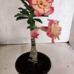 ENXERTO 12502 – 20cm (cor LM 582)