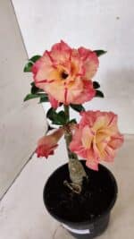 ENXERTO 12502 – 20cm (cor LM 582) - Imagem 4