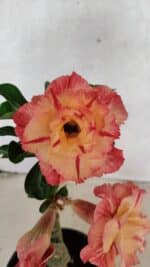 ENXERTO 12502 – 20cm (cor LM 582) - Imagem 3