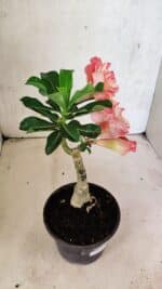 ENXERTO 12502 – 20cm (cor LM 582) - Imagem 5