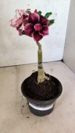 ENXERTO 12504 – 20cm (cor LM 976) - Imagem 2