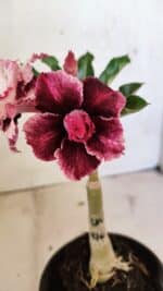 ENXERTO 12504 – 20cm (cor LM 976)