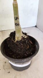 ENXERTO 12504 – 20cm (cor LM 976) - Imagem 6