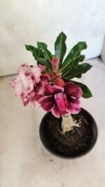 ENXERTO 12504 – 20cm (cor LM 976) - Imagem 4