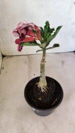 ENXERTO 12504 – 20cm (cor LM 976) - Imagem 5