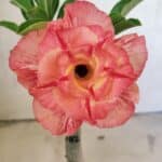 ENXERTO 12505 – 22cm (cor LM 582)