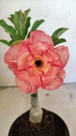 ENXERTO 12505 – 22cm (cor LM 582)