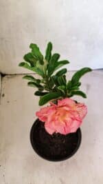 ENXERTO 12505 – 22cm (cor LM 582) - Imagem 4