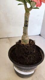 ENXERTO 12505 – 22cm (cor LM 582) - Imagem 6