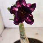 ENXERTO 12506 – 20cm (cor LM 916)