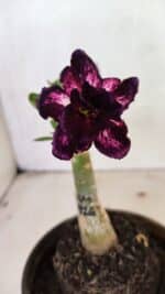 ENXERTO 12506 – 20cm (cor LM 916)