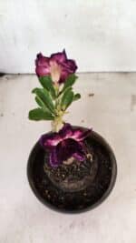 ENXERTO 12506 – 20cm (cor LM 916) - Imagem 6