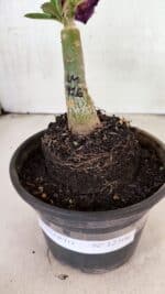 ENXERTO 12506 – 20cm (cor LM 916) - Imagem 5