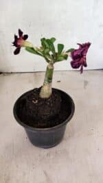 ENXERTO 12506 – 20cm (cor LM 916) - Imagem 4