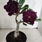 ENXERTO 12507 – 20cm (cor LM 1006)