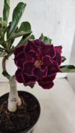 ENXERTO 12507 – 20cm (cor LM 1006) - Imagem 4