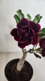 ENXERTO 12507 – 20cm (cor LM 1006) - Imagem 7