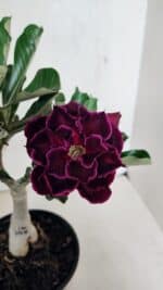 ENXERTO 12507 – 20cm (cor LM 1006) - Imagem 6