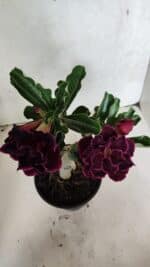 ENXERTO 12507 – 20cm (cor LM 1006) - Imagem 5