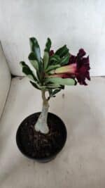 ENXERTO 12507 – 20cm (cor LM 1006) - Imagem 8