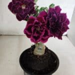 ENXERTO 12508 – 20cm (cor LM 1006)