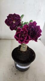 ENXERTO 12508 – 20cm (cor LM 1006)