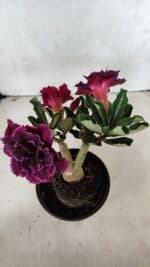 ENXERTO 12508 – 20cm (cor LM 1006) - Imagem 5