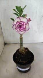 ENXERTO 12509 – 20cm (cor LM 543) - Imagem 2