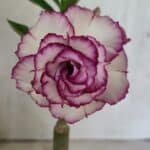 ENXERTO 12509 – 20cm (cor LM 543)