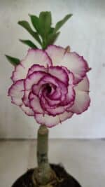 ENXERTO 12509 – 20cm (cor LM 543)