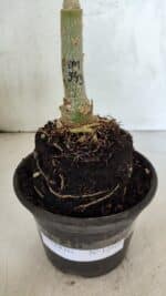 ENXERTO 12509 – 20cm (cor LM 543) - Imagem 7