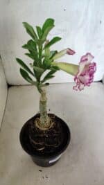 ENXERTO 12509 – 20cm (cor LM 543) - Imagem 5