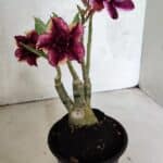 ENXERTO 12510 – 25cm (cor LM 499 e LM 1009)