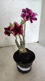 ENXERTO 12510 – 25cm (cor LM 499 e LM 1009)