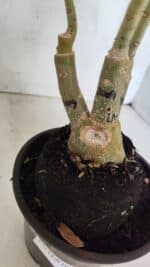 ENXERTO 12510 – 25cm (cor LM 499 e LM 1009) - Imagem 10