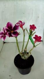 ENXERTO 12510 – 25cm (cor LM 499 e LM 1009) - Imagem 9