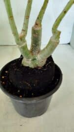 ENXERTO 12510 – 25cm (cor LM 499 e LM 1009) - Imagem 8