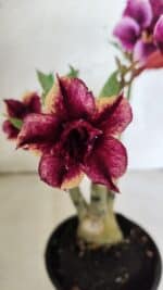 ENXERTO 12510 – 25cm (cor LM 499 e LM 1009) - Imagem 3