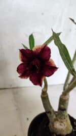 ENXERTO 12510 – 25cm (cor LM 499 e LM 1009) - Imagem 5