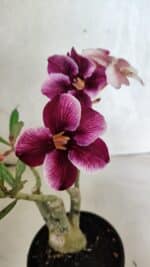 ENXERTO 12510 – 25cm (cor LM 499 e LM 1009) - Imagem 4