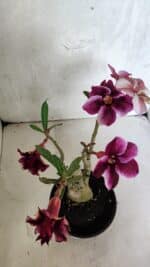 ENXERTO 12510 – 25cm (cor LM 499 e LM 1009) - Imagem 7