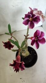 ENXERTO 12510 – 25cm (cor LM 499 e LM 1009) - Imagem 13