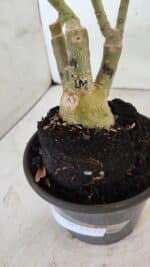 ENXERTO 12510 – 25cm (cor LM 499 e LM 1009) - Imagem 12